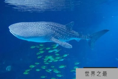 ​世界最大的鲨鱼排行榜 鲸鲨位列第一，体型重达21.5吨