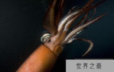 ​称霸海洋的霸主洪堡乌贼，被称为深海中的红色恶魔