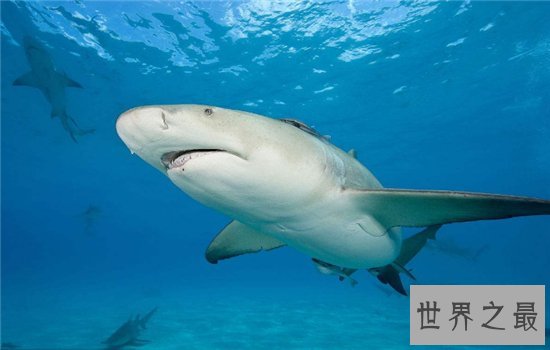柠檬鲨具有攻击性,买来观赏会造成一定的危险性
