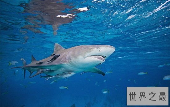 柠檬鲨具有攻击性,买来观赏会造成一定的危险性