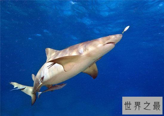 柠檬鲨具有攻击性,买来观赏会造成一定的危险性