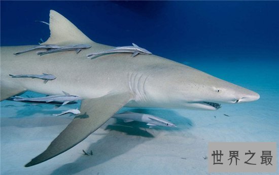 柠檬鲨具有攻击性,买来观赏会造成一定的危险性