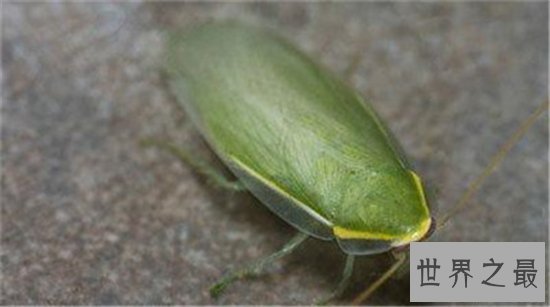 古巴蟑螂喜欢生活在户外,竟然有人喜欢当宠物养