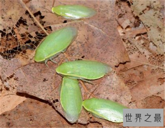 古巴蟑螂喜欢生活在户外,竟然有人喜欢当宠物养