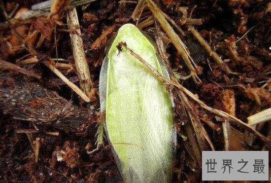 古巴蟑螂喜欢生活在户外,竟然有人喜欢当宠物养