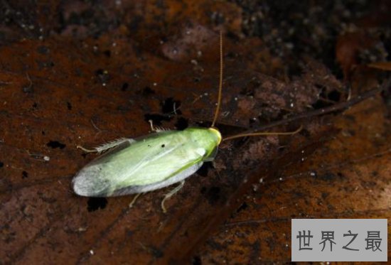 古巴蟑螂喜欢生活在户外,竟然有人喜欢当宠物养