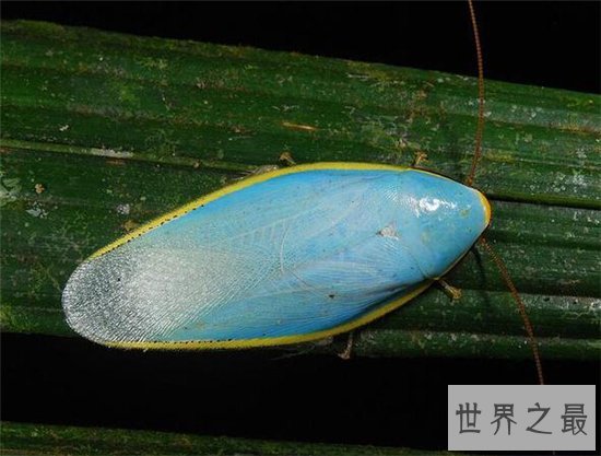 古巴蟑螂喜欢生活在户外,竟然有人喜欢当宠物养