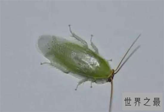 古巴蟑螂喜欢生活在户外,竟然有人喜欢当宠物养