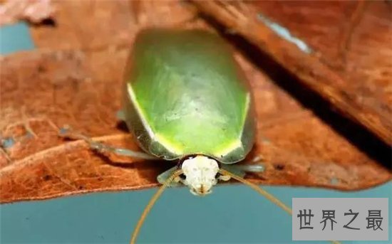 古巴蟑螂喜欢生活在户外,竟然有人喜欢当宠物养