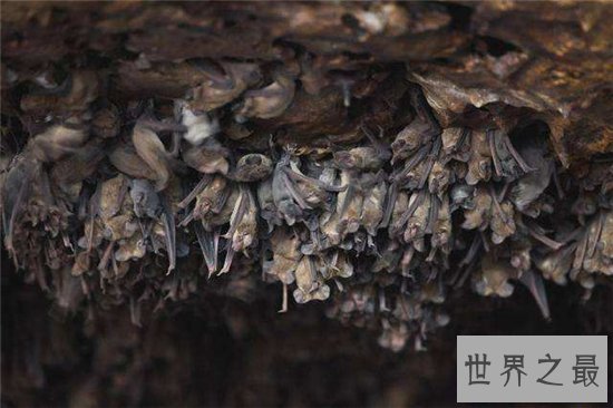 世界最大蝙蝠洞,最多有两千万只蝙蝠!