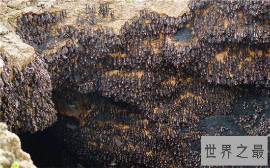 世界最大蝙蝠洞,最多有两千万只蝙蝠!