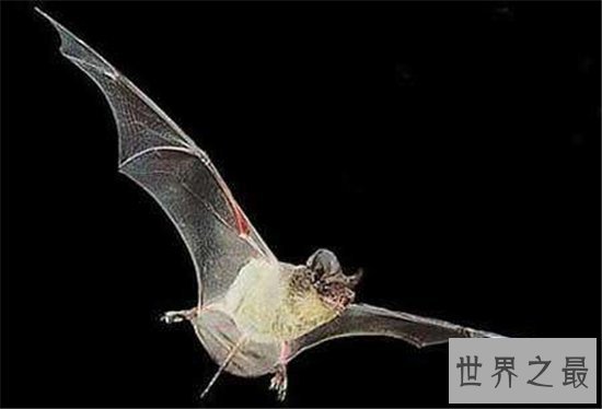 世界最大蝙蝠洞,最多有两千万只蝙蝠!