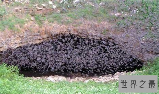 世界最大蝙蝠洞,最多有两千万只蝙蝠!