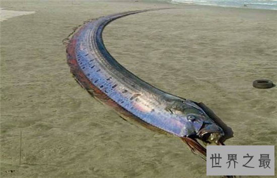 皇带鱼的恐怖传说,传说出现皇带鱼地震几率便会很大