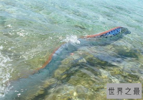 皇带鱼的恐怖传说,传说出现皇带鱼地震几率便会很大