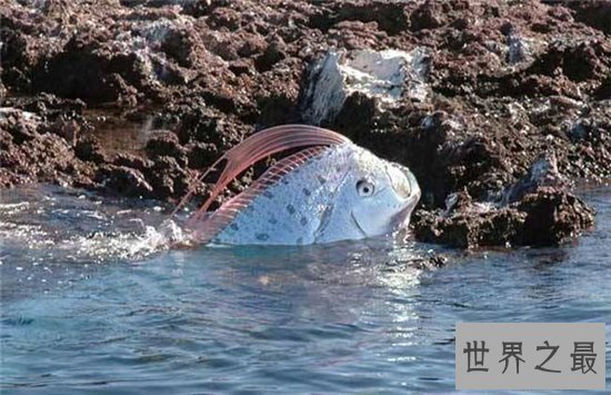皇带鱼的恐怖传说,传说出现皇带鱼地震几率便会很大