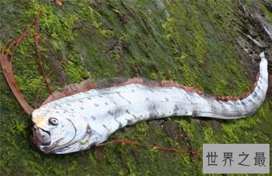 皇带鱼的恐怖传说,传说出现皇带鱼地震几率便会很大