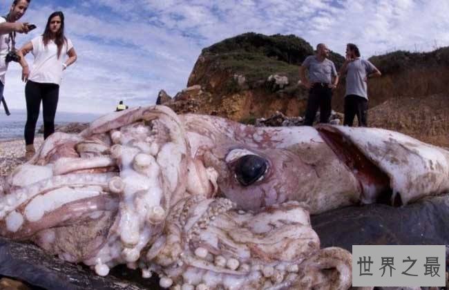 大王乌贼,深海强盗