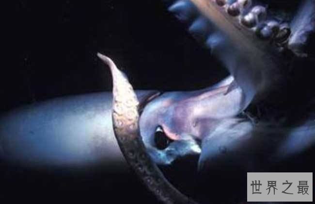 大王乌贼,深海强盗