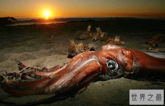 大王乌贼,深海强盗