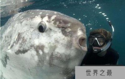 ​翻车鱼有多傻，能产卵3亿的它们会因晒太阳晒死(是谣言)