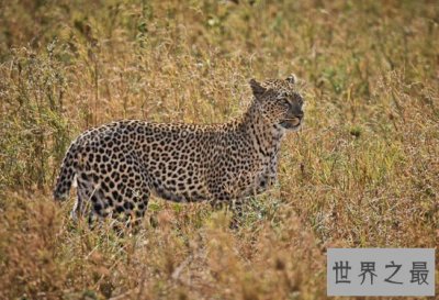 ​史前最强猎豹，桑给巴尔豹（已灭绝）