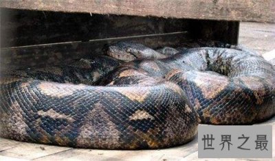 ​世界上最大的蛇是什么 亚马逊森蚺吃人事件经过