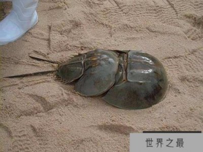 ​世上最古老的活化石生物：鲎的血液十分特殊