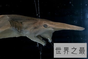 欧氏尖吻鲛 生物学家都不了解的海底动物