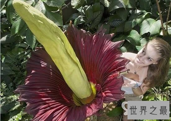 世界上最性感的花，嘴唇花(忍不住亲上去)