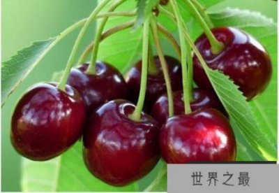 ​世界上最大的樱桃，美国培育出新樱桃品种(平均直径3厘米)