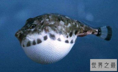 ​科学家打造最新超疏水材料，灵感来自可爱的河豚