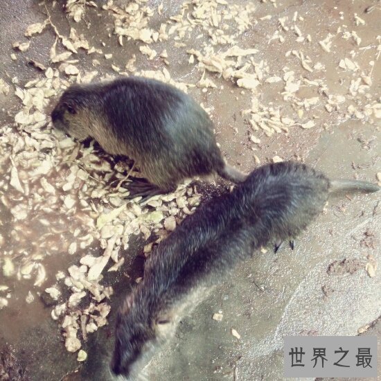 最大的老鼠，负鼠成年堪比一个3岁的儿童那么大