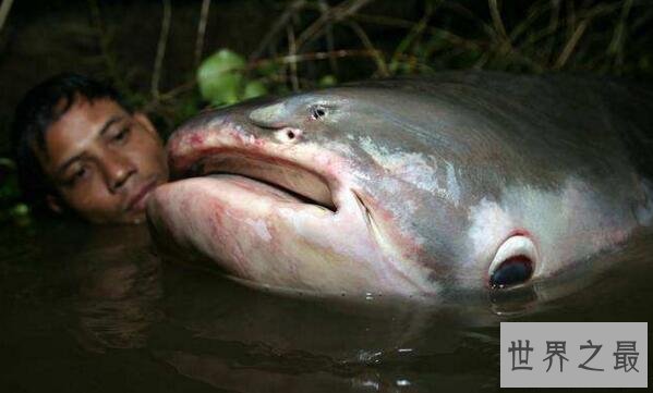 世界上最大的淡水鱼种,湄公河巨魾3米(吞人无压力)