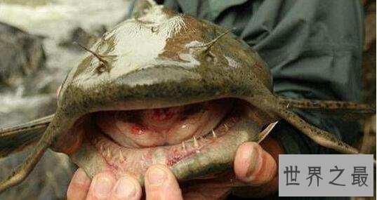 世界上最大的淡水鱼种,湄公河巨魾3米(吞人无压力)