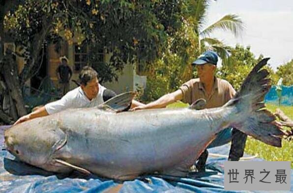 世界上最大的淡水鱼种,湄公河巨魾3米(吞人无压力)