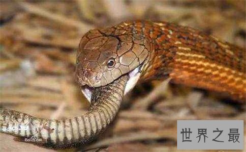 黑曼巴蛇vs眼镜王蛇谁更强 闪电速度决定它是王者