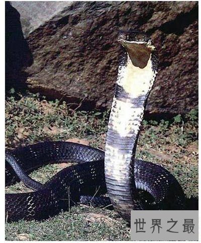 黑曼巴蛇vs眼镜王蛇谁更强 闪电速度决定它是王者
