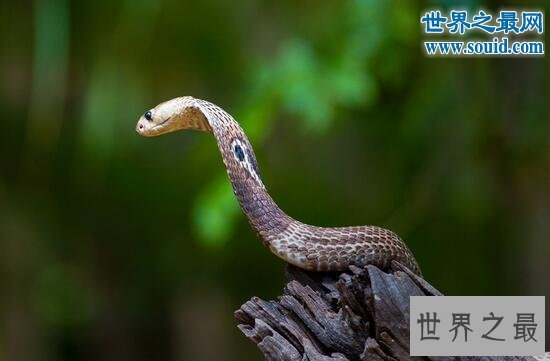 毒牙最长的蛇,加蓬蝰蛇(眼镜王蛇pk加蓬蝰蛇谁厉害)