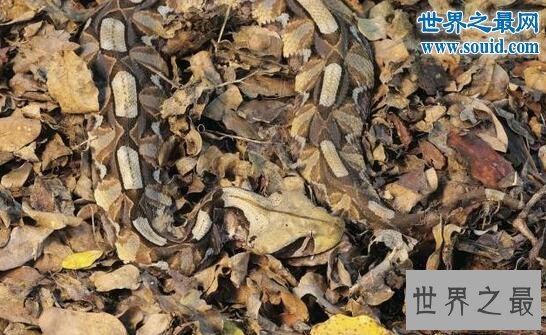 毒牙最长的蛇,加蓬蝰蛇(眼镜王蛇pk加蓬蝰蛇谁厉害)