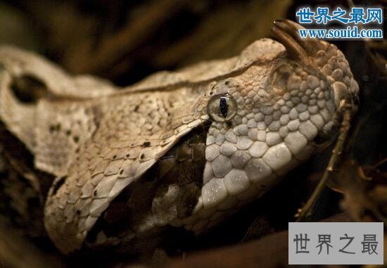 毒牙最长的蛇,加蓬蝰蛇(眼镜王蛇pk加蓬蝰蛇谁厉害)