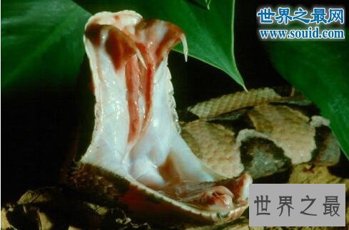 毒牙最长的蛇,加蓬蝰蛇(眼镜王蛇pk加蓬蝰蛇谁厉害)