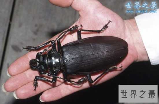 世界上最大的甲虫,泰坦甲虫(体长22厘米)