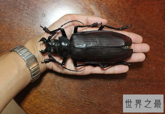 世界上最大的甲虫,泰坦甲虫(体长22厘米)