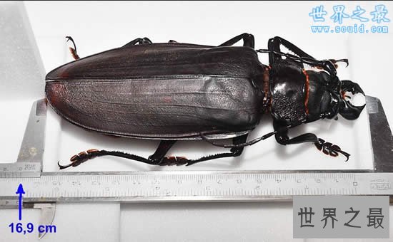 世界上最大的甲虫,泰坦甲虫(体长22厘米)