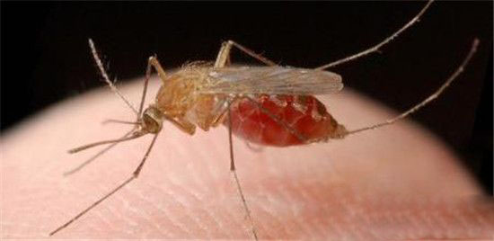 全球最致命动物杀手:蚊子钟情A型血女人