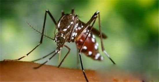 全球最致命动物杀手:蚊子钟情A型血女人