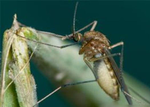 全球最致命动物杀手:蚊子钟情A型血女人