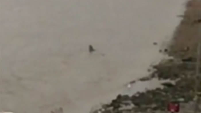 尼斯湖水怪跑到英国泰晤士河?出现神秘“带鳍生物”