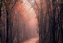 盘点全球动物之最:鳄鱼体重近1000公斤/图